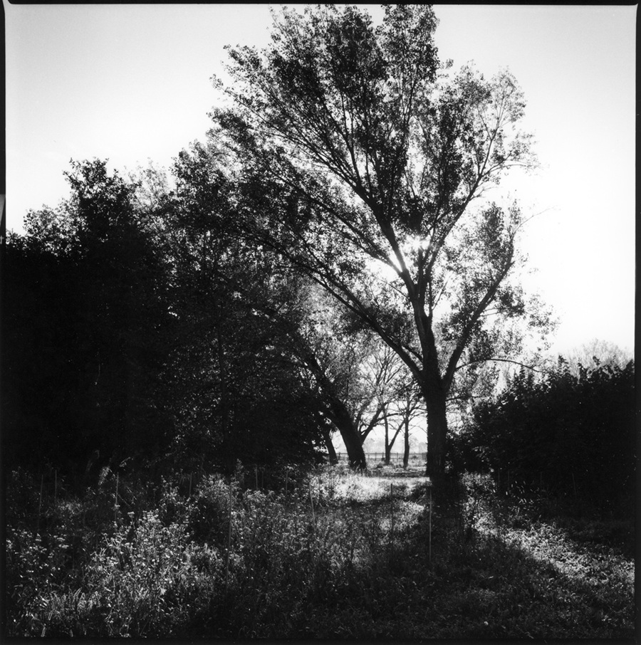 Graziella Reggio, Orti urbani - urban gardens, 2025