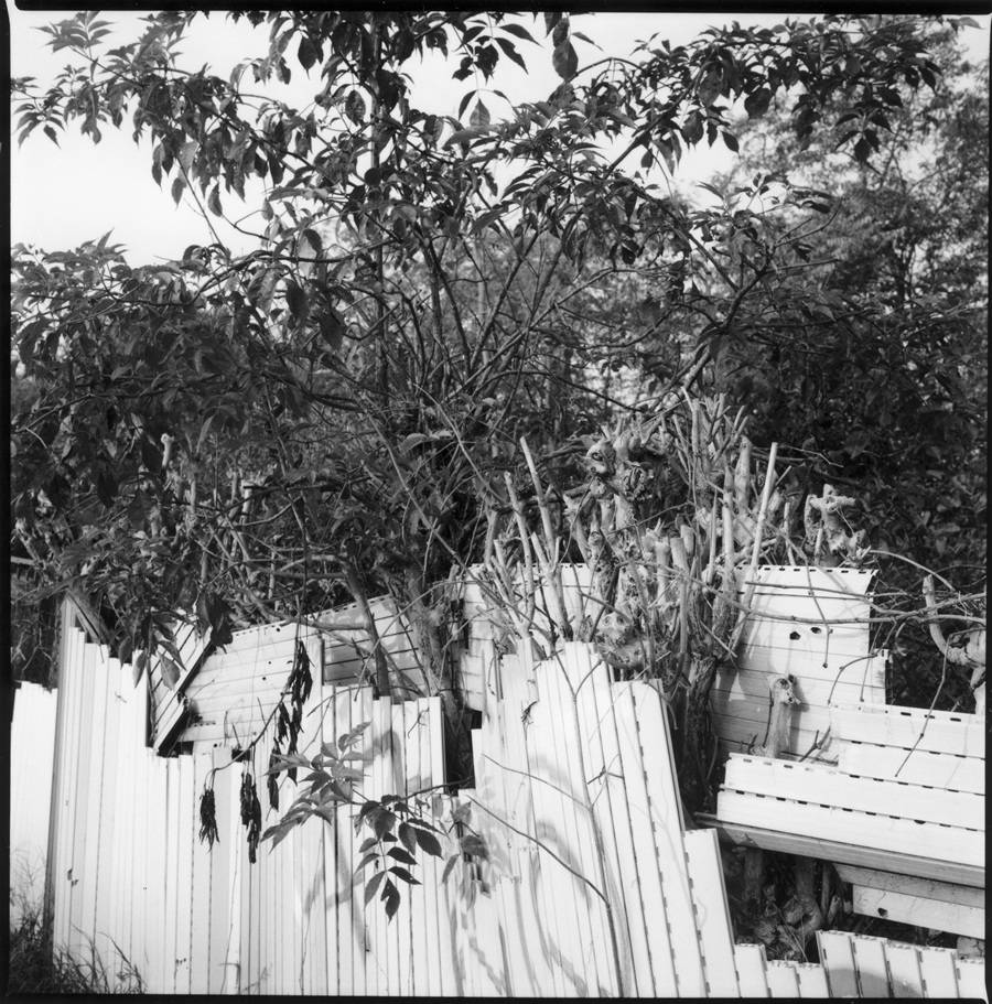 Graziella Reggio, orti urbani - urban gardens, 2025