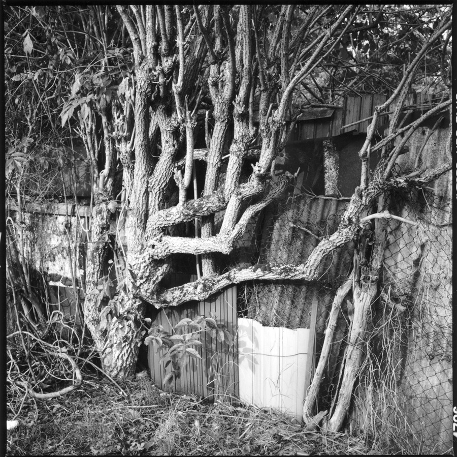 Graziella Reggio, orti urbani - urban gardens, 2025