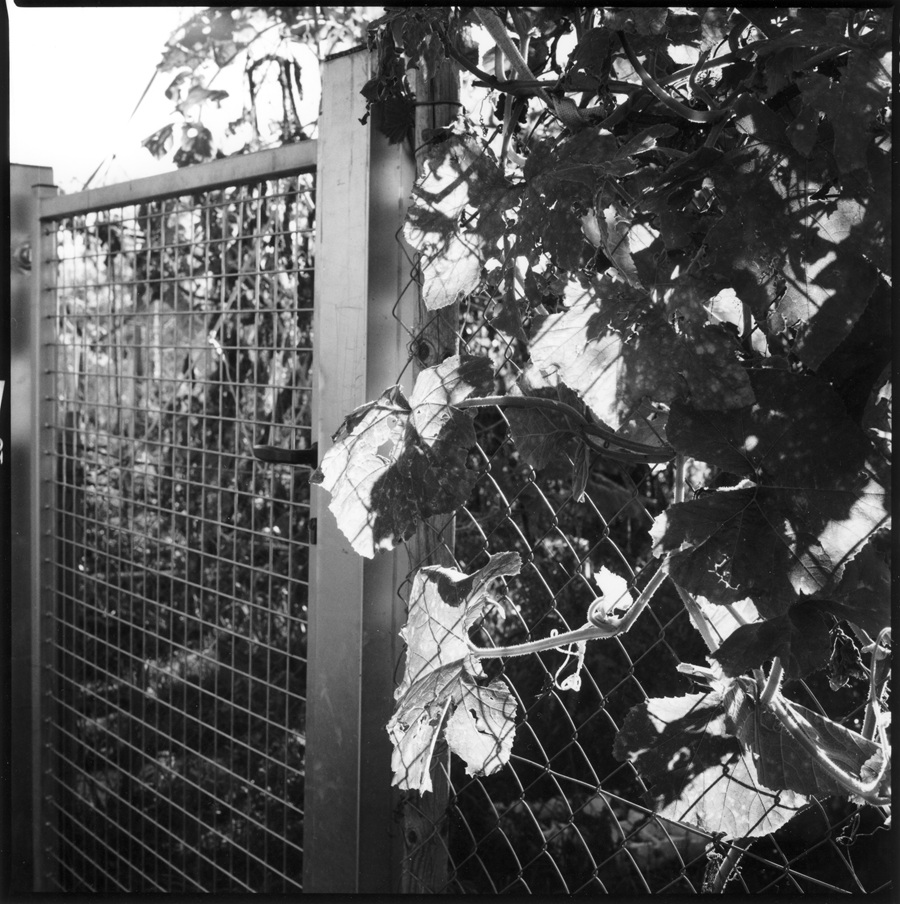 Graziella Reggio, orti urbani - urban gardens, 2025