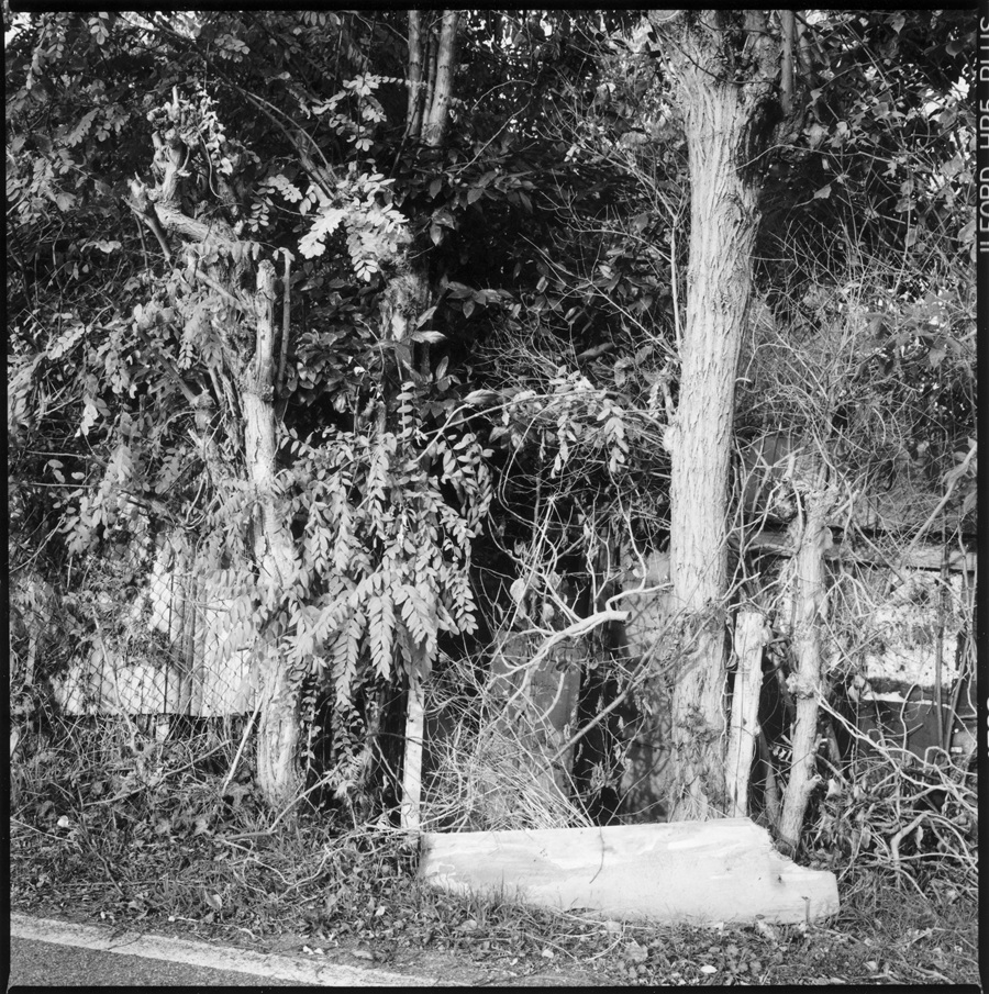 Graziella Reggio, orti urbani - urban gardens, 2025