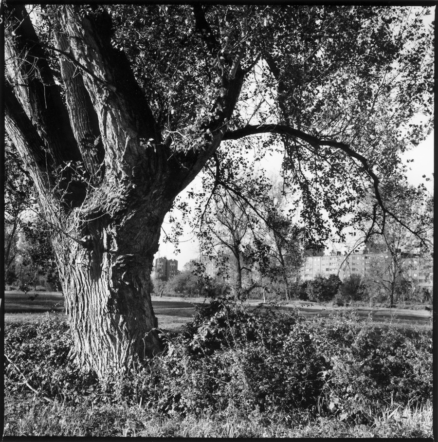 Graziella Reggio, orti urbani - urban gardens, 2025